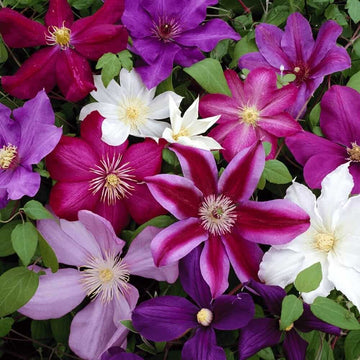 Clematis Hybrida Climbing Flower seeds for Planting Compact Growth Heirloom & GMO Free Seeds for Home Garden