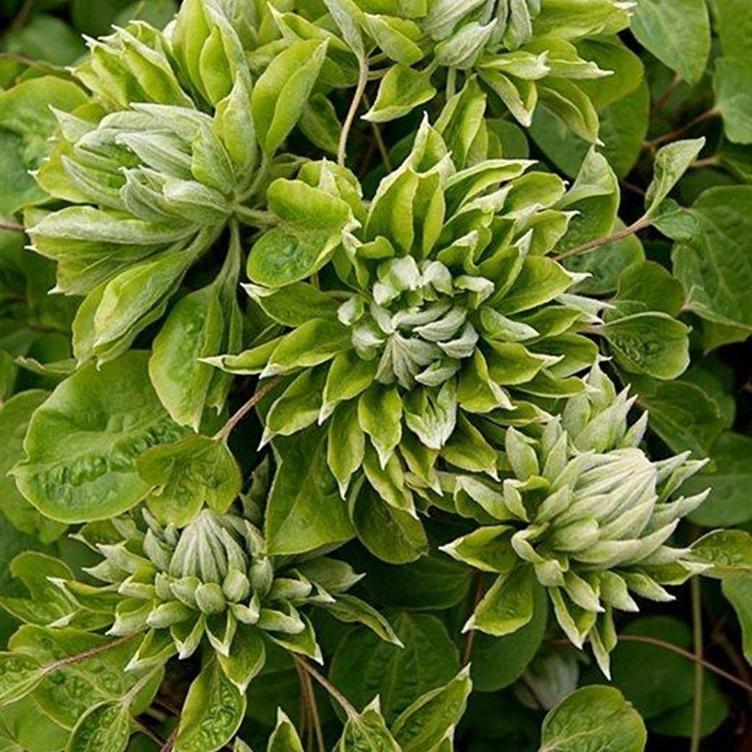 Green Clematis Flower seeds for Planting Vibrant Colors Heirloom & GMO Free Seeds for Home Garden