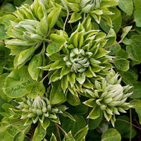 Green Clematis Flower seeds for Planting Vibrant Colors Heirloom & GMO Free Seeds for Home Garden