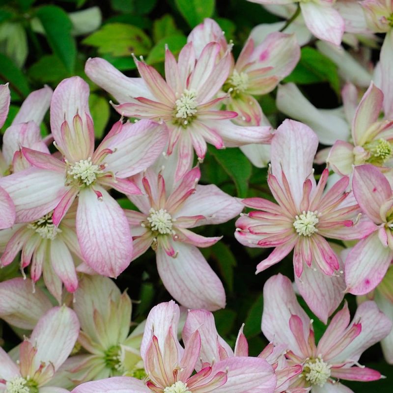 Clematis Montana Flower seeds for Planting - Easy to Grow, Heirloom & GMO Free Seeds for Home Garden