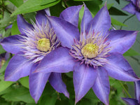 Sky Blue Clematis Hybridas Flower seeds for Planting - Garden Favorite, Heirloom & GMO Free Seeds for Home Garden
