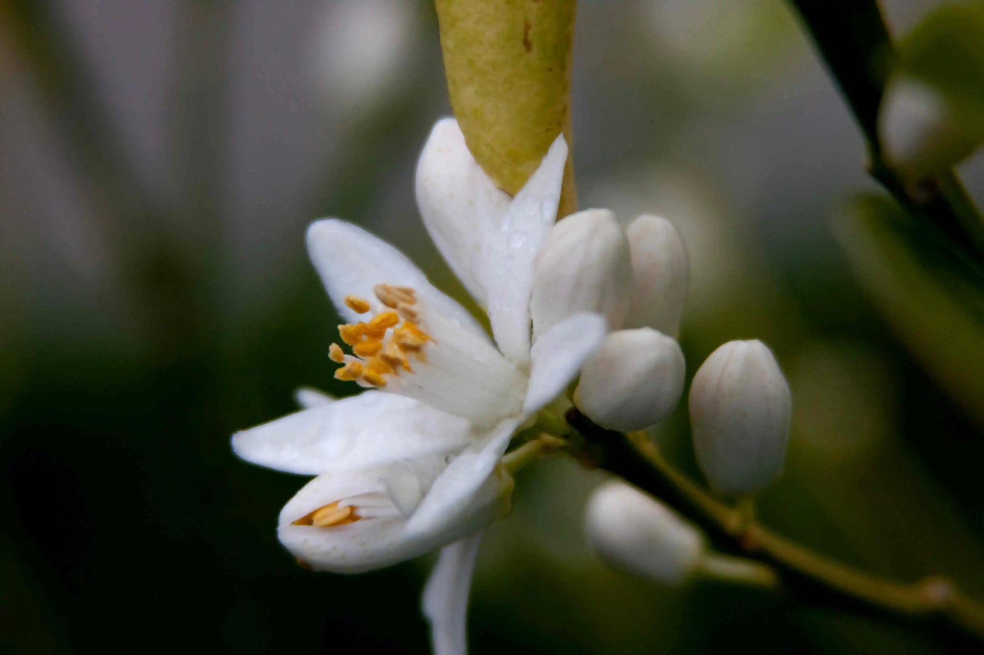 Clementine Flower seeds for Planting Pollinator Friendly Heirloom & GMO Free Seeds for Home Garden