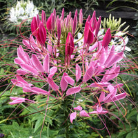 Cleome Queen Flower Seeds for Vibrant Cleome Blooms