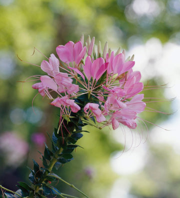 Purple Cleome Hasslerana Flower seeds for Planting - Compact Growth, Heirloom & GMO Free Seeds for Home Garden