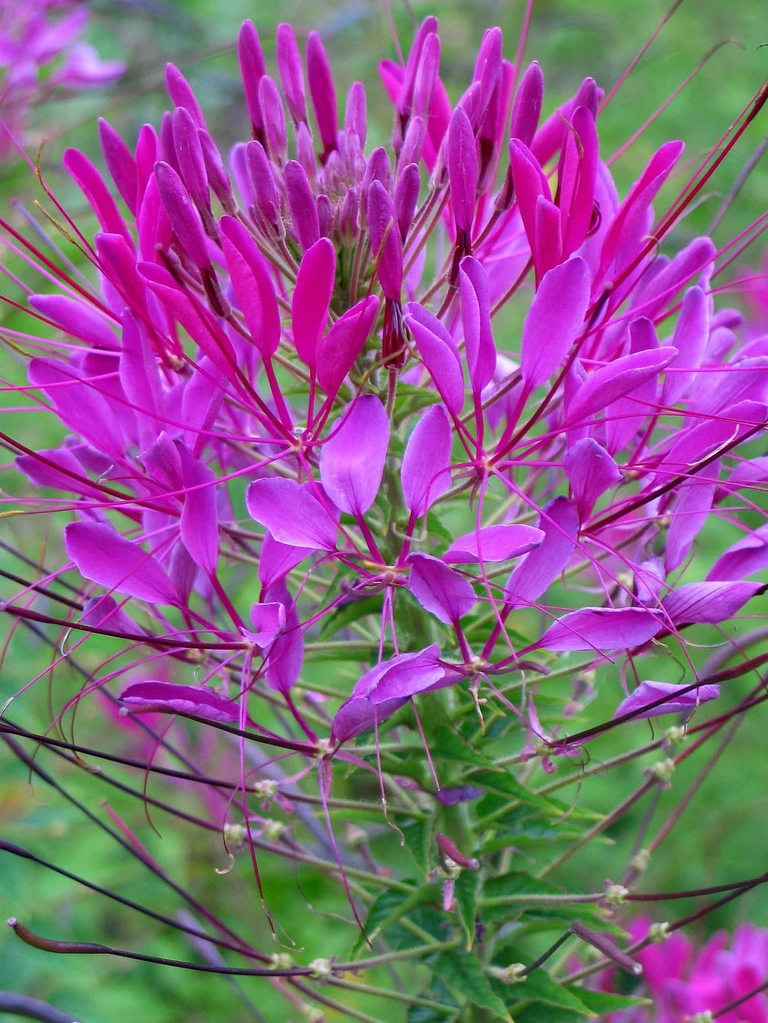 Cleome Flower seeds for Planting Shade Tolerant Heirloom & GMO Free Seeds for Home Garden