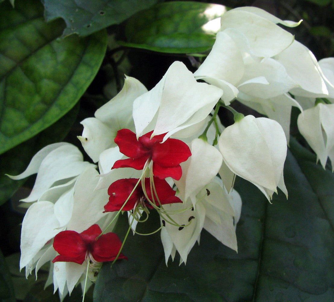 White Red Clerodendrum Flower seeds for Planting - Sun Loving, Heirloom & GMO Free Seeds for Home Garden
