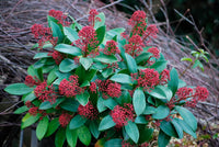 Skimmia Flower seeds for Planting Long Bloom Season Heirloom & GMO Free Seeds for Home Garden