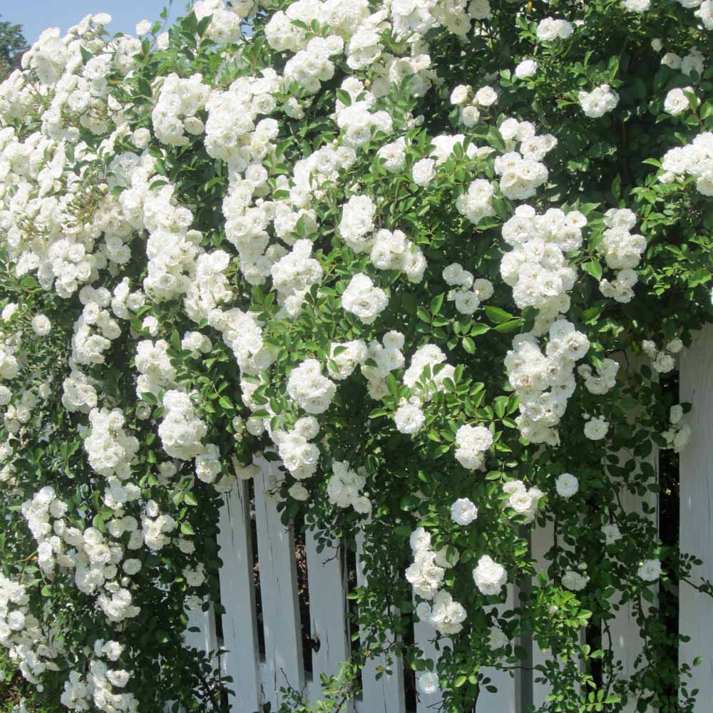 White Creeper Rose Flower seeds for Planting - Long Bloom Season, Heirloom & GMO Free Seeds for Home Garden