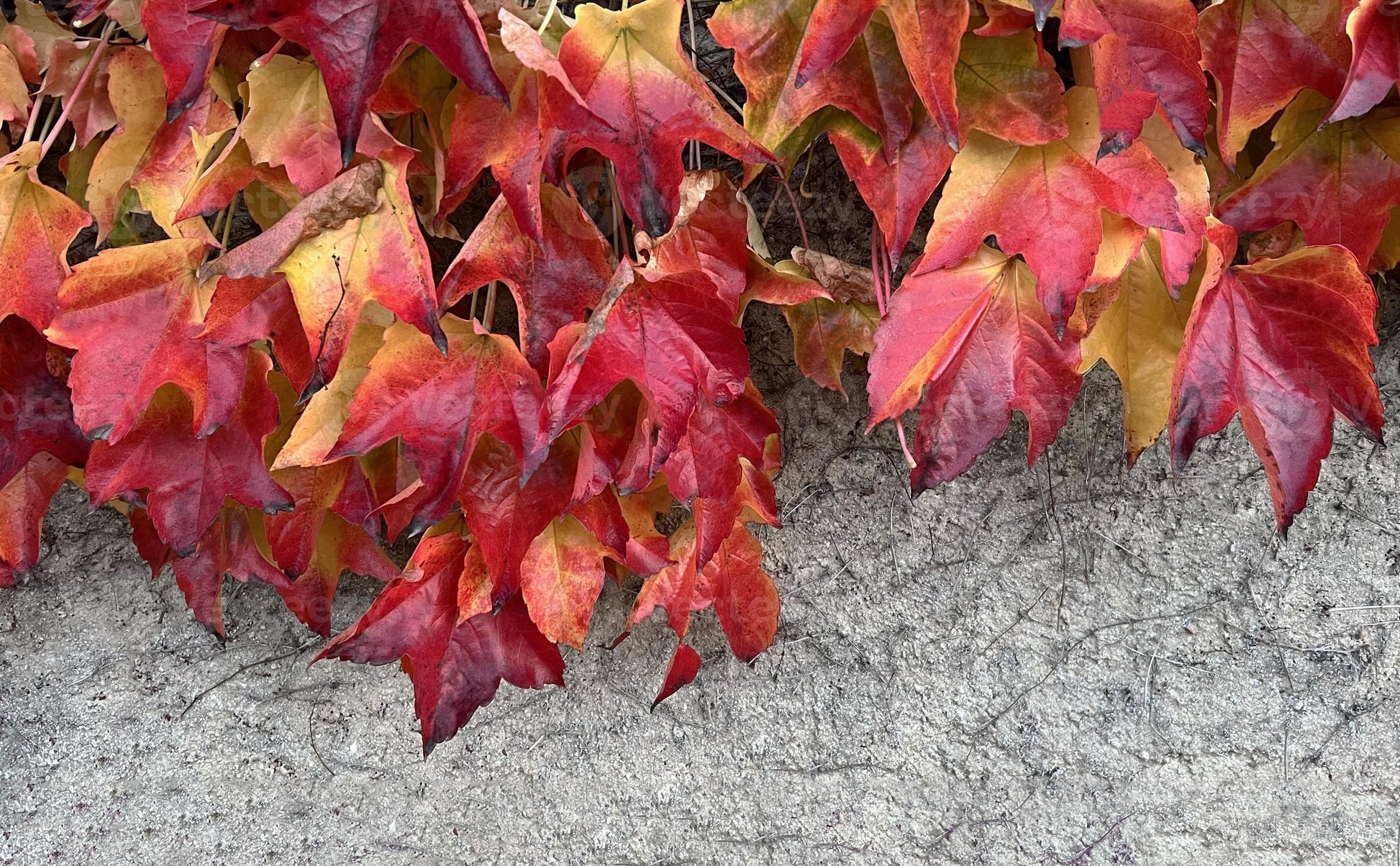 Parthenocissus Tricuspidata Seeds Flower seeds for Planting Compact Growth Heirloom & GMO Free Seeds for Home Garden 
 
 Sale