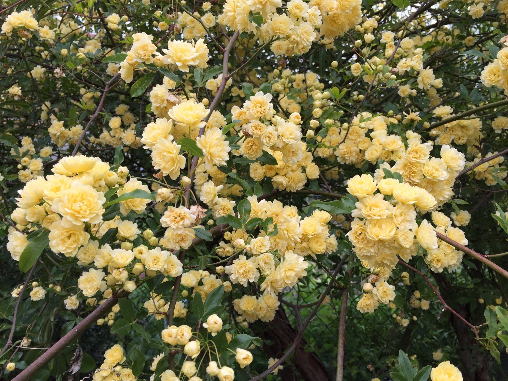 Rosa Banksiae Roses Growing on Trellis