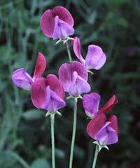 Cream Sweet Pea Plant Growing on Trellis