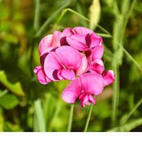Climbing Red Sweet Pea Plant on Trellis