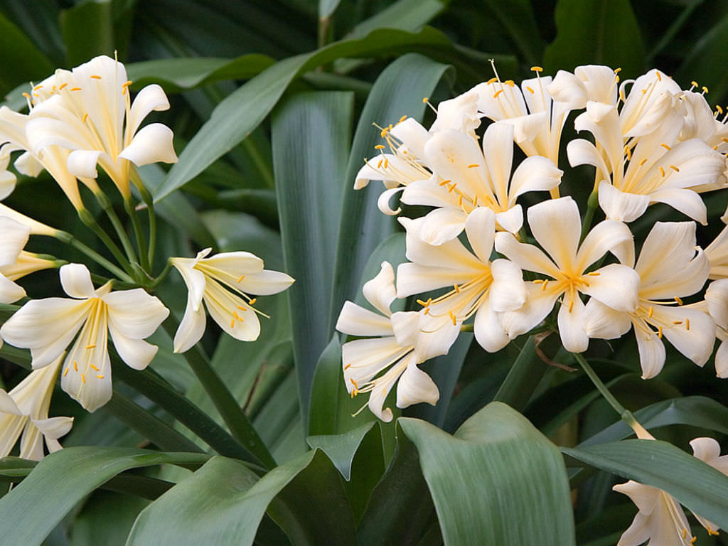Clivia Miniata Citrina Grown in Pots
