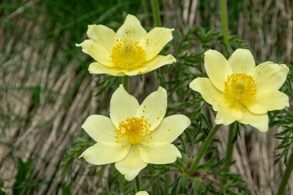 Yellow Anemone Pulsatilla Seeds Flower seeds for Planting Premium Quality Heirloom & GMO Free Seeds for Home Garden