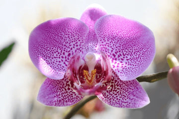 Pink Doritaenopsis Flower seeds for Planting - Easy to Grow, Heirloom & GMO Free Seeds for Home Garden