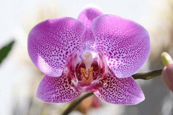 Pink Doritaenopsis Flower seeds for Planting - Easy to Grow, Heirloom & GMO Free Seeds for Home Garden