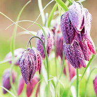 Fritillaria Flower Seeds for Planting - Unique Bell-Shaped Blooms