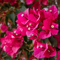 Buganvillas Flower seeds for Planting - Fragrant Blossoms, Heirloom & GMO Free Seeds for Home Garden