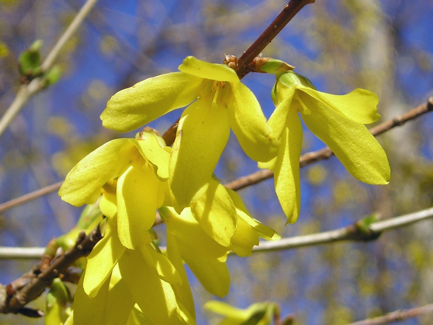 Forsythia Hampshire Flower seeds for Planting Premium Quality Heirloom & GMO Free Seeds for Home Garden