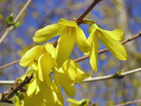 Forsythia Hampshire Flower seeds for Planting Premium Quality Heirloom & GMO Free Seeds for Home Garden