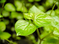 Peperomia Pellucida Flower seeds for Planting Seasonal Bloomer Heirloom & GMO Free Seeds for Home Garden