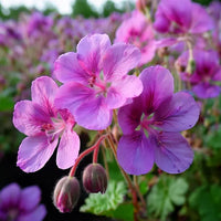 Bevans Flower seeds for Planting Garden Favorite Heirloom & GMO Free Seeds for Home Garden