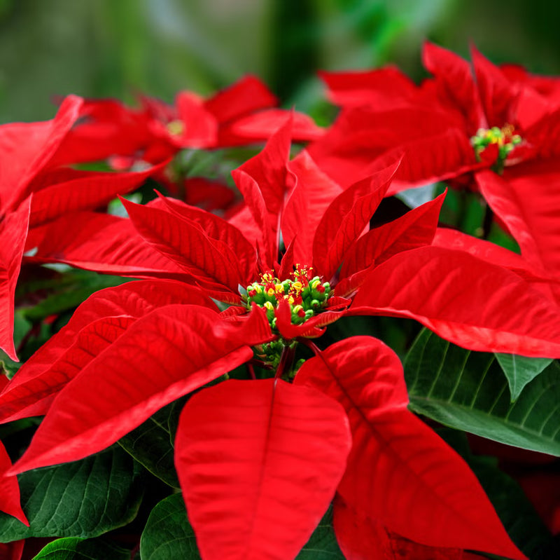 Multi-Colored Poinsettia Flower seeds for Planting - Cottage Garden Essential, Heirloom & GMO Free Seeds for Home Garden
