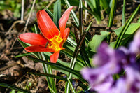 Red Crocus Flower Seeds for Planting Pollinator Friendly Heirloom & GMO Free Seeds for Home Garden
 
 Sale