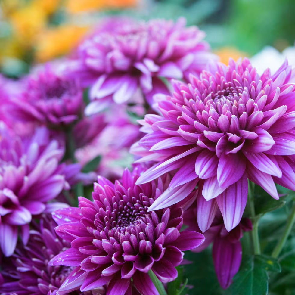 Chrysanthemum Flower seeds for Planting Shade Tolerant Heirloom & GMO Free Seeds for Home Garden 
 
 Sale