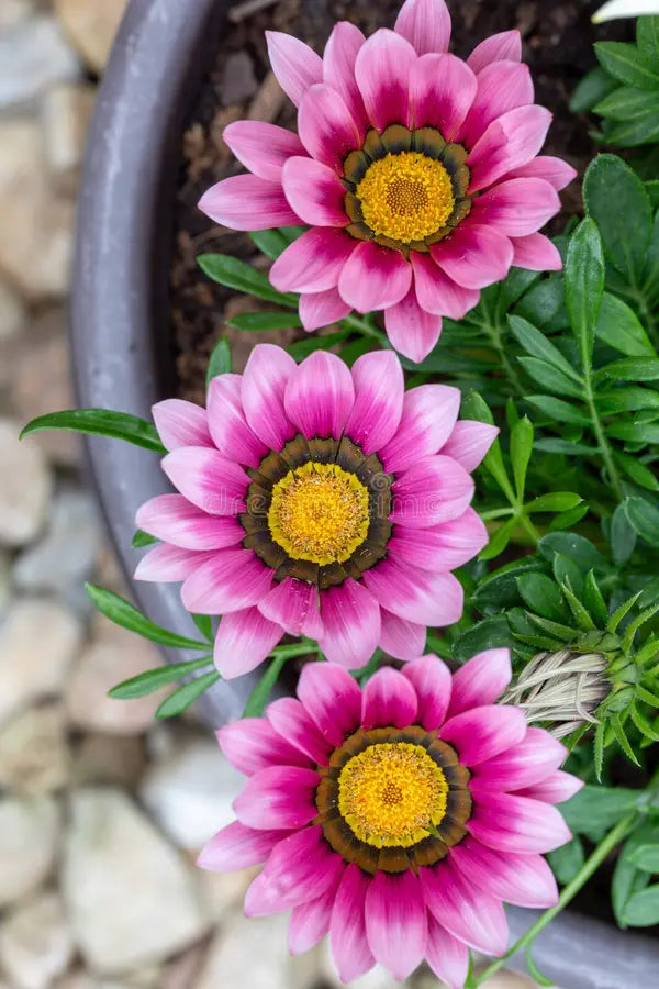 Gazania Pink Flower seeds for Planting - Bright Blooms, Heirloom & GMO Free Seeds for Home Garden