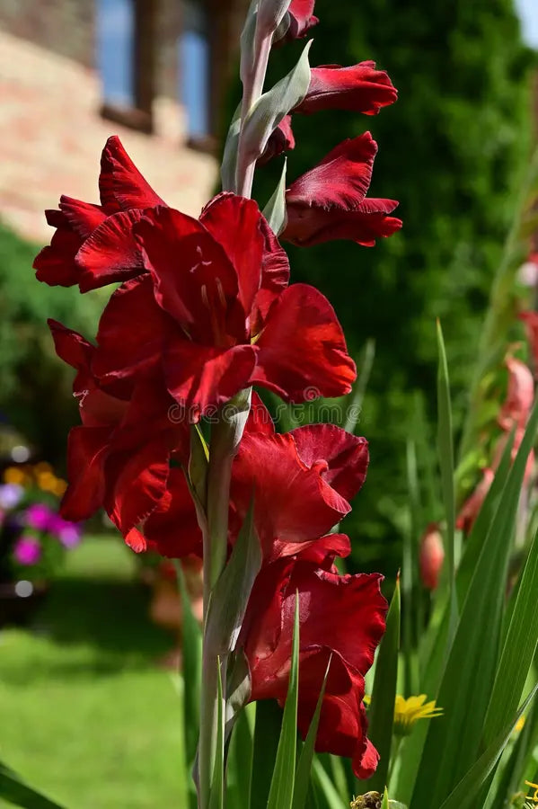 Burgundy Gladiolus Flower Seeds for Planting Compact Growth Heirloom & GMO Free Seeds for Home Garden
 
 Sale