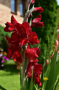 Burgundy Gladiolus Flower Seeds for Planting Compact Growth Heirloom & GMO Free Seeds for Home Garden
 
 Sale