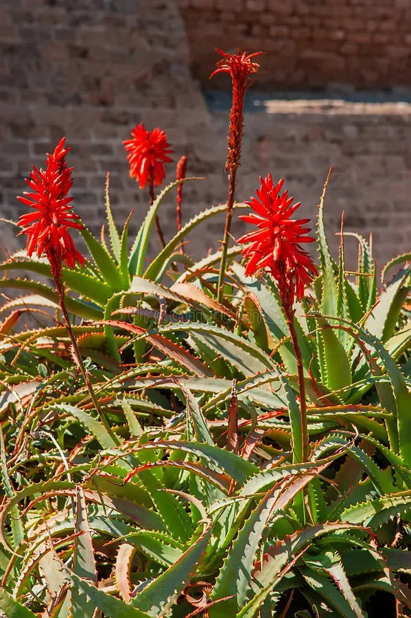 Red Green Aloe Flower seeds for Planting Compact Growth Heirloom & GMO Free Seeds for Home Garden