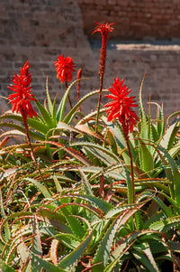Red Green Aloe Flower seeds for Planting Compact Growth Heirloom & GMO Free Seeds for Home Garden