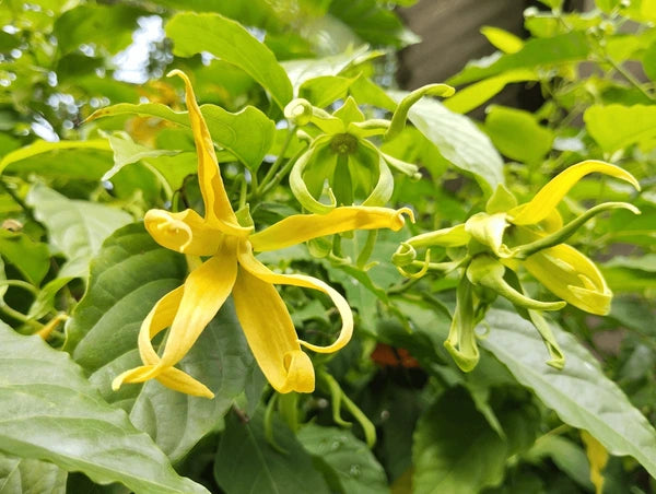 Yellow Cananga Flower seeds for Planting - Compact Growth, Heirloom & GMO Free Seeds for Home Garden