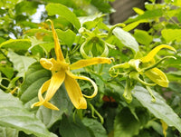 Yellow Cananga Flower seeds for Planting - Compact Growth, Heirloom & GMO Free Seeds for Home Garden