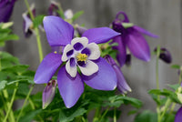 Purple Aquilegia Flower seeds for Planting - Drought Tolerant, Heirloom & GMO Free Seeds for Home Garden