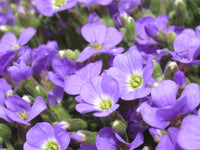 Aubrieta Cascade Flower seeds for Planting - Seasonal Bloomer, Heirloom & GMO Free Seeds for Home Garden