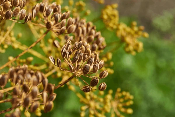 Brown Dill Seeds for Planting - Premium Dill Grain Plant Seeds