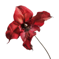 Deep Red Orchid Flower Seeds – Colorful Display Heirloom & NonGMO Seeds for Planting Home Garden
 
 Sale