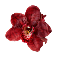 Deep Red Orchid Flower Seeds – Colorful Display Heirloom & NonGMO Seeds for Planting Home Garden
 
 Sale