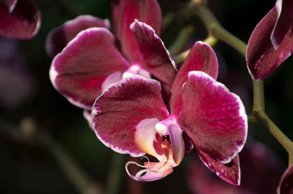 Marron Phalaenopsis Orchid Flower seeds for Planting Easy to Grow Heirloom & GMO Free Seeds for Home Garden 
 
 Sale