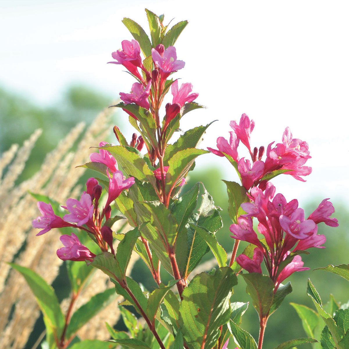 Weigela Flower seeds for Planting Colorful Display Heirloom & GMO Free Seeds for Home Garden
