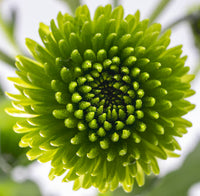Green and White Chrysanthemum Flower Seeds for Planting