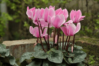 Pink Cyclamen Flower seeds for Planting - Drought Tolerant, Heirloom & GMO Free Seeds for Home Garden