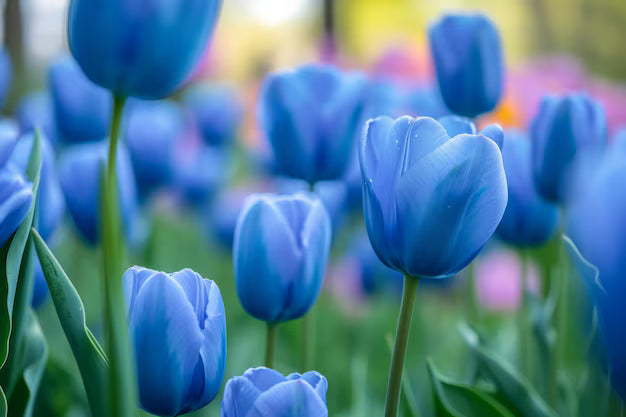 Tulip Flower Seeds Sky Blue Flower seeds for Planting - Cut Flower Favorite, Heirloom & GMO Free Seeds for Home Garden