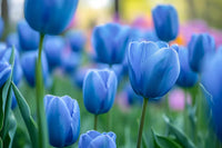Tulip Flower Seeds Sky Blue Flower seeds for Planting - Cut Flower Favorite, Heirloom & GMO Free Seeds for Home Garden