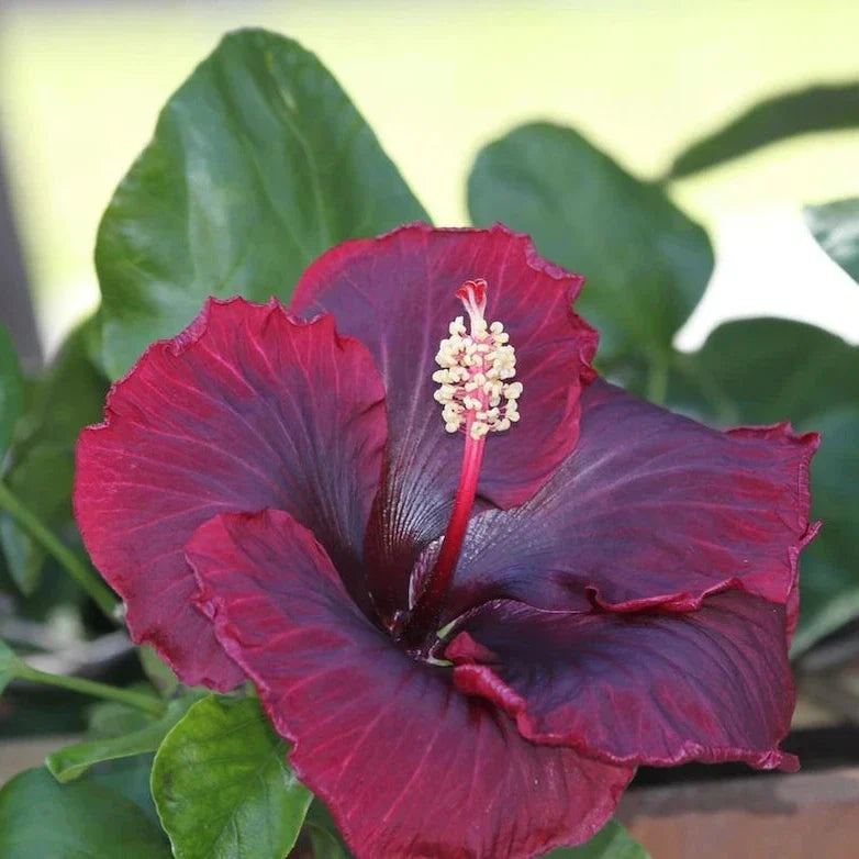 Red Black Hibiscus Flower Seeds for Planting Pollinator Friendly Heirloom & GMO Free Seeds for Home Garden
 
 Sale