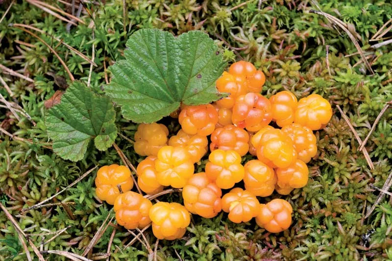 Cloudberry Planting Seeds - Cultivate Rare Garden Fruits