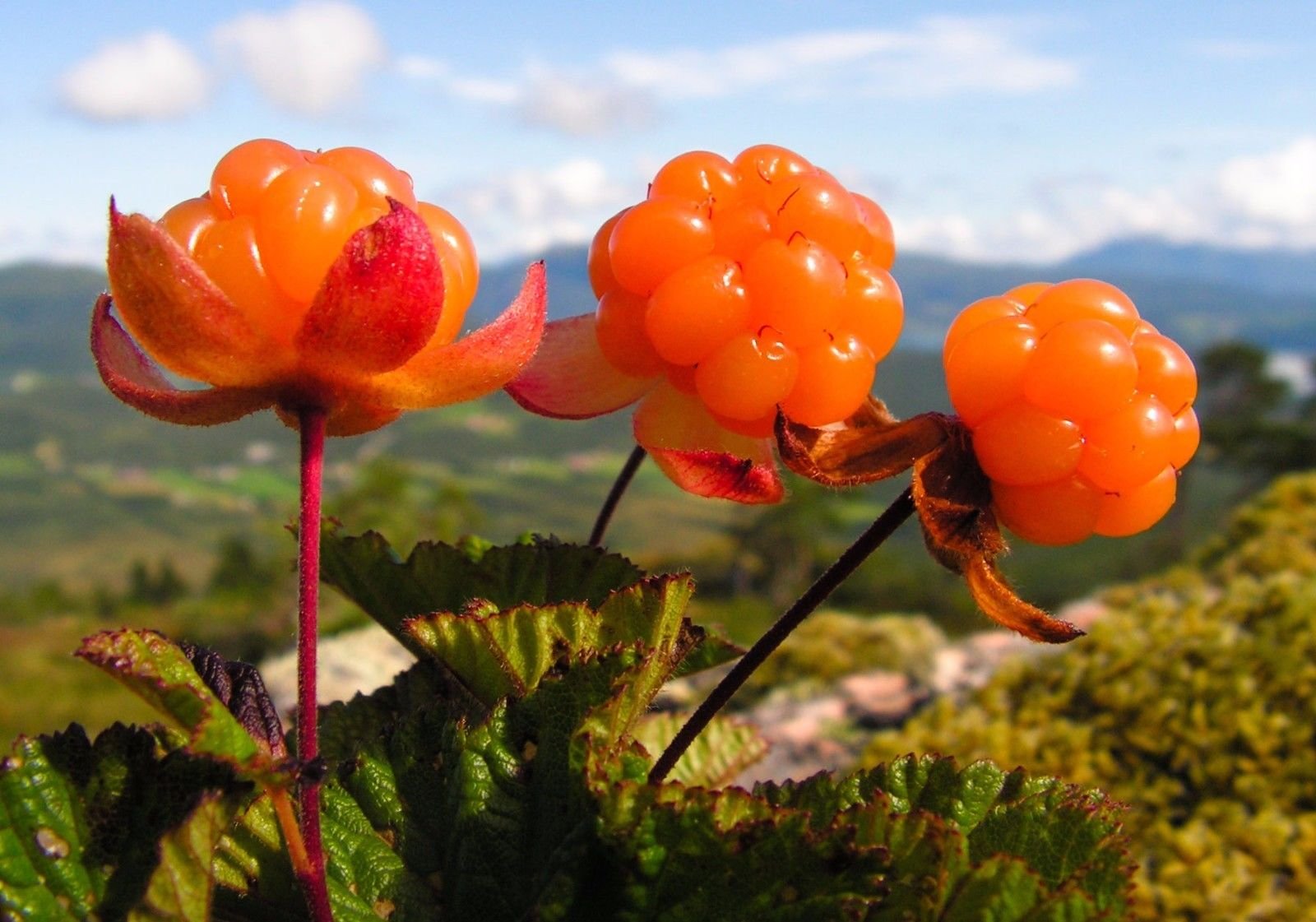 Cloudberry seed germination and planting guide